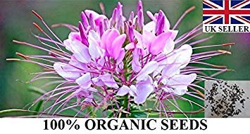 Potseed 50 Samen von Cleome Gynandra (Cat Whiskers/Spinne Pflanze) Essbare Gemüse-Kräuter von Potseed