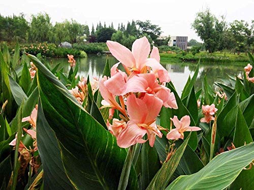 Potseed 5pcs Canna Indica Samen. Perennial sehr große Blumen-Topfkräutersamen für Heim & Garten Reddish Brown Plant. Lily Variety Seed 5 von Potseed