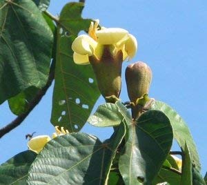 Potseed Balsa Baum, Ochroma Pyramidal, extrem selten Exot, TOP, 10 Samen! von Potseed