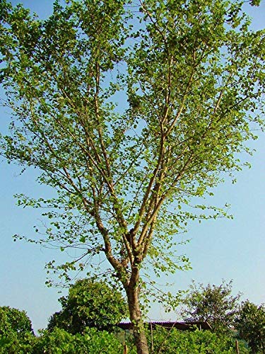 Potseed Berg Ebenholz - Bauhinia racemosa - 9 Samen Bäume von Potseed