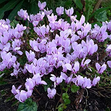 Potseed - Cyclamen hederifolium Mixed Seeds von Potseed