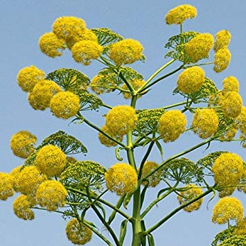 Potseed - Ferula Communis Seeds von Potseed