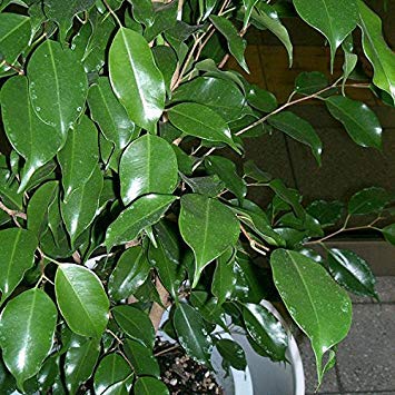 Potseed Ficus benjamina - 20 Samen von Potseed