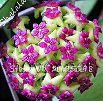 Potseed Frische Blumensamen Multi Color Hoya Samen, Gartenpflanzen Stauden Topf Hoya Carnosa Blumenball Orchid Seed 10 Stück/Packung 22 von Potseed