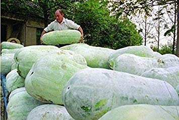 Potseed Heiße 12st Blatt Gelee Wachs Kürbis-Samen, Wachskürbis Samen, Gemüsesamen, Topfpflanze Hausgarten-Schiff frei von Potseed