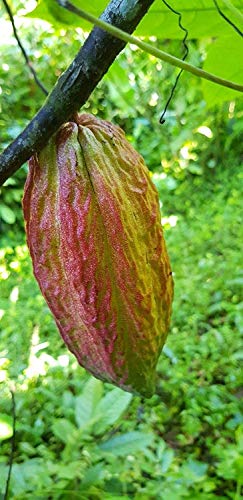 Potseed Keim Seeds: 15 Red Amelonado Cacao Seeds (Verpflanzen Handels Variety) von Potseed