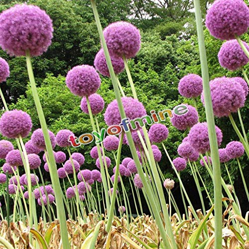 Potseed Keimfutter: 10x Lila Riesen Allium Globemaster Allium Giganteum Zwiebel Bio-Blumensamen von Potseed