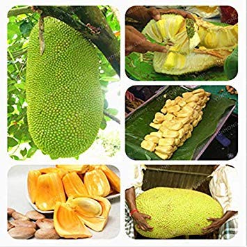 Potseed Keimfutter: 20 Jackfrucht-Samen-Tropische Blumen Obstbaum Worlds Largest Obst aus Sri Lanka von Potseed