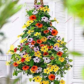 Potseed Keimfutter: 200 Stück Black Eyed Thunbergia Samen ziehen Bienen Schmetterlinge Exotische Blumensamen von Potseed