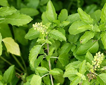 Potseed Keimfutter: 3 x 2400 Seeds krapao Indisches Basilikum L. Große asiatische Gerichte heiligen Basil Seeds von Potseed