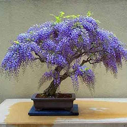 Potseed Keimfutter: 5 Bolusanthus-speciosus-Baum-Wisteria-Elefant-Wood- Seeds Groß für! Potseed Keimfutter: 5 Bolusanthus-speciosus-Baum-Wisteria-Elefant-Wood- Seeds Groß für! von Potseed