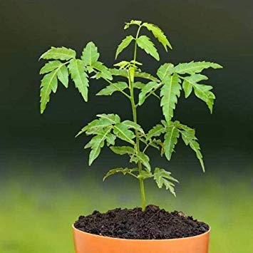 Potseed Keimfutter: 50 Neembaums getrockneten Samen Azadirachta Indica Lilac HERB Pflanze Miracle Indien von Potseed