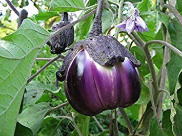 Potseed Keimfutter: 50 - Samen: Aubergine-Samen-Violetta di Firenze-Large stämmig-Erbstück Stuffing Variety-Großartig! von Potseed