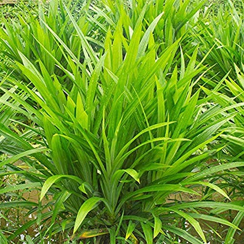 Potseed Keimfutter: 50pcs Samen Pandan Fragrant Blätter Pandanus amaryllifolius Qualitäts-freies Verschiffen von Potseed