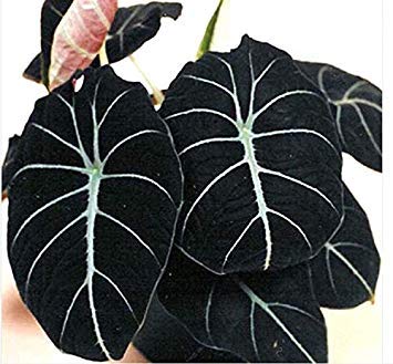 Potseed Keimfutter: Alocasia Elefantenohr Seeds Taro 'Black Velvet' (Alocasia reginula) -20pcs / Packung von Potseed