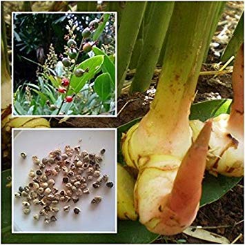 Potseed Keimfutter: Alpinia Galgant 100 Heirloomsamen Galanga Thai-Ingwer Falsch Galgant Kräuter von Potseed