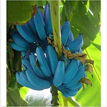 Potseed Keimfutter: Banana Samen 200pcs Blue Banana Köstliche Seltene Frucht Musa Blau Java von Potseed