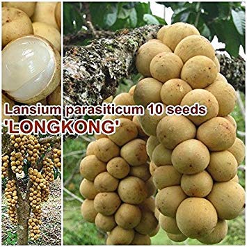 Potseed Keimfutter: Lansibaum 10 Samen ‚Longkong‘ Langsat Köstlicher Frucht von Thai von Potseed