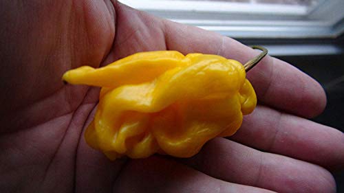 Potseed Keimfutter: Madame Jeanette Yellow Pepper-Suriname Gelb 10 Samen Frische HRSeeds. com von Potseed