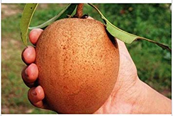 Potseed Keimfutter: Uncle CHAN * 100 Samen Breiapfelbaum Sapodilla Riesen Rare süße Tropische Frucht von Potseed