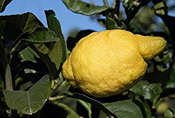 Potseed Keimfutter: Zitrone - Amalfiküste - Sfusato Amalfitano - Italienisch Herkunft - 10 Samen von Potseed