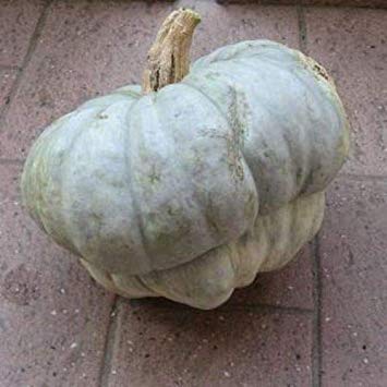Potseed Keimfutter: ab 10 Seeds: Zucca Mantovana Squash Samen von Potseed