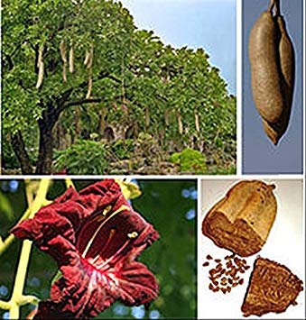 Potseed Kigelia pinnata, Leberwurstbaum, schöne Blume, schwere Früchte, 10 Samen von Potseed