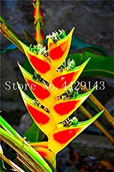 Potseed Neue 100 PC Heliconia Rare Farbe Sucuulent Pflanze, falscher Paradiesvogel Indoor-Pflanzen-Blume, einfach zu wachsen: Gelb von Potseed