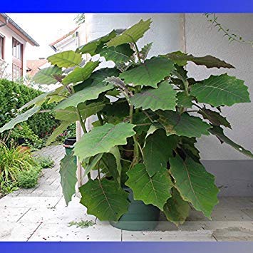 Potseed Quito orange Naranjilla Lulo Lulo Fruchtsamen, Zeichen Namen, 100 Samen/Pack, Essbare E3342 von Potseed