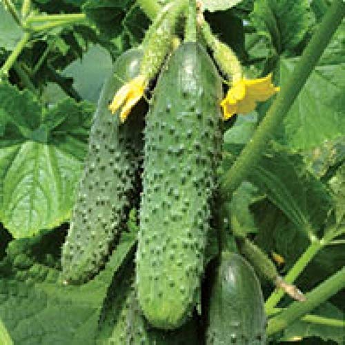 Potseed Samen Gurke Kurazh F1 - Mut Selbst Pollinating Hybrid Variety Non-GMO von Potseed