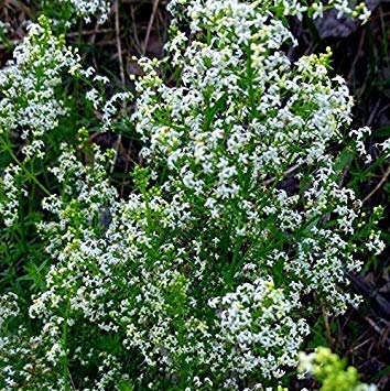 Potseed Samen Keimung: 10+ Samen: Weiß Labkraut (Galium Album) Seeds von Potseed