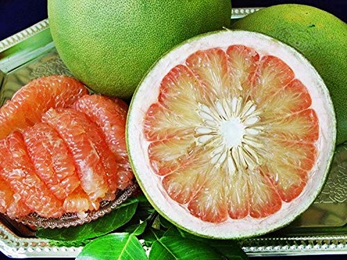 Potseed Samen Keimung: 10 Thai süße Riesen orange Seltene Fruchtsamen, Pomelo Grapefruit, Citrus Maxima von Potseed