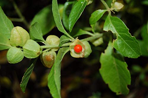 Potseed Samen Keimung: 1000 Withania somnifera Samen, Ashwagandha Samen, Indian Ginseng Samen von Potseed