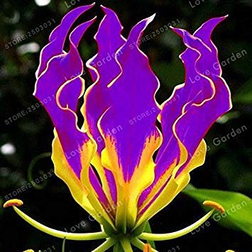 Potseed Samen Keimung: 2 Birnen: Flamme Lilien, Flamme Lily Blumen, Nicht Lilien-Samen, Gloriosa Lily, Gloriosa Blumen von Potseed