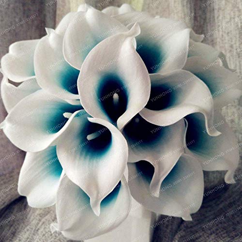 Potseed Samen Keimung: 2 Birnen: Royal Blue-Center Calla-Lilien-Birnen, Seltener Blume, Nicht Calla Seeds - 2 Zwiebeln von Potseed