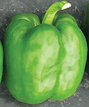 Potseed Samen Keimung: 25 - Seeds: Turnpike Hybrid süße Paprika Samen - Großes Grün rot Haupt Staffel 4 Lobe von Potseed