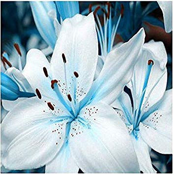 Potseed Samen Keimung: 6 Birnen: Blue Heart Lily Zwiebeln, Nicht Samen, Rare -Lilienknollen, Königsblau Herz-Lilien-Blumen von Potseed