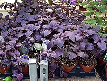 Potseed Samen Keimung: Basilikum: Dark Opal Lila 50+ Heirloomsamen Fragrant Würzen von Suppen Baking von Potseed
