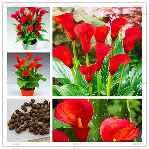 Potseed Samen Keimung: Calla-Lilien-Birnen, Calla-Lilien-Blumen, (Nicht Seeds) - 2 Zwiebeln, Rote Blumen, Hot von Potseed