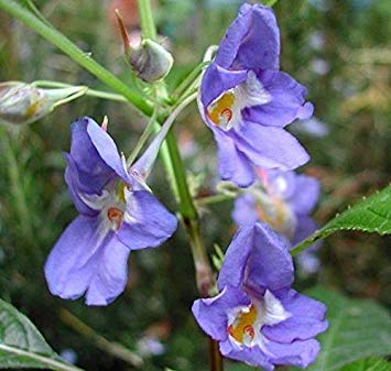 Potseed Samen Keimung: Impatiens Namchabarwensis (Blue Diamond) 10+ Seeds von Potseed