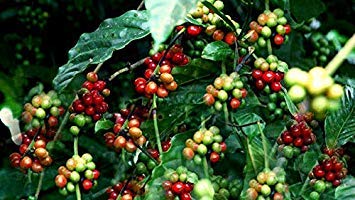 Potseed Samen Keimung: Kaffee Pflanzensamen - Cafe CATIMORRA - Exotische Zimmerpflanze - ohne Gentechnik - 100 Samen von Potseed