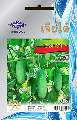 Potseed Samen Keimung: Packung 55 Samen Thai Gurken, asiatisches Gemüse Gute Qualität von Chia Tai Thailand von Potseed