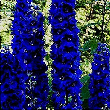 Potseed Seed-Blumen-Blau Delphinium Lila Delphinium Samen Delphinium-Blumensamen/Langlebige Staude 100 Stück e48 von Potseed