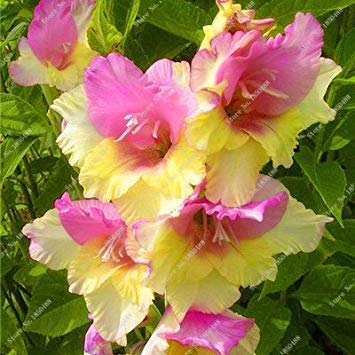 Potseed Ture Amaryllis Zwiebeln Hippeastrum Blume (Nicht Amaryllis Seeds) Dachterrasse Garten Innenhof Garten Barbados Lily Blumenzwiebeln-2 PC-11 von Potseed