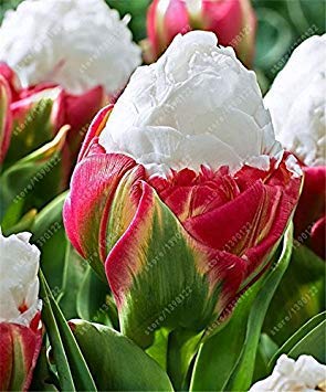 Potseed Wahre Tulip Bulbs Doppelte Tulpe 'Barbados' (Nicht Tulip Seeds) Blumenzwiebeln, Zwiebeln Tulpen Bulbous Wurzel tulipanes Gartenpflanze 2 Stück 2 von Potseed