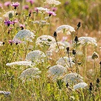 Potseed Wildflower Samen - Wilde Möhre - 4000 Seeds von Potseed