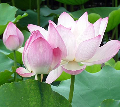 Potseed ZLKING 5pcs Mini-rosa chinesischen Lotusblumen Samen Waterlily Aquatic Gartenpflanzen Hydroponik Pflanze von Potseed