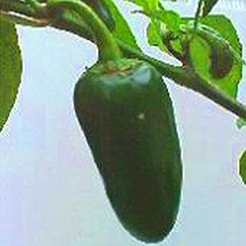 Samen Keimung: 25 - Seeds: Agriset 4109 Jalapeno F1 Hot Pepper Samen - Paprika sind heiß, haben Dicke Wände von Potseed
