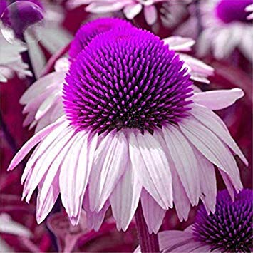 Samen Keimung: Echinacea Weiße Blütenblätter Lila-Center Perennial Blumensamen, 30 Samen, Pflanzen von Potseed