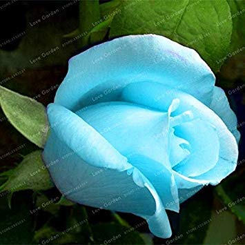 . Seltene Blaue Rose Blumen Pflanze Staude Blumen Schöne Pflanze DIY Hausgarten-Blumen Pflanzen 50 PC: 3 von Potseed